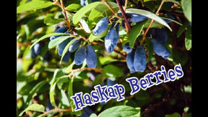 Haskaps: A Wild Edible Fruit