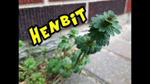 Henbit Identification, Habitat and Lookalikes
