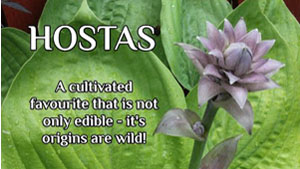 Hostas are Edible