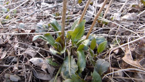 How to Identify Edible Spring Plants