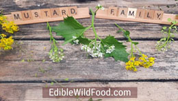How to Identify Plants in the Mustard Family