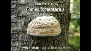 How to Identify Tinder Conk
