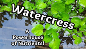 How to Identify Watercress