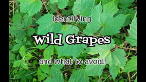 How to Identify Wild Grapes