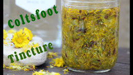 How to Make Coltsfoot Tincture - An Herbal Tincture Using Coltsfoot Flowers
