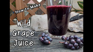 How to Make Wild Grape Juice