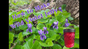 How to Make Wild Violet Jelly