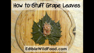 How to Stuff Grape Leaves