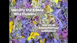 Identify These Edible Wild Flowers