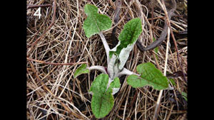 Identify These Spring Edible Wild Plants