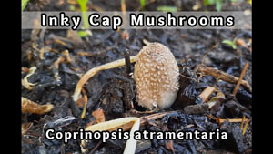 Inky Cap Mushrooms In Straw Bales