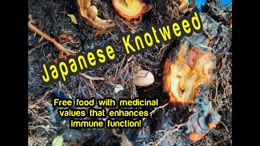 Japanese Knotweed - Immune Enhancing Root and Free Food