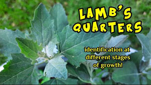 Lamb's Quarters Identification At Different Stages of Growth