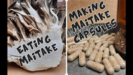DIY Maitake Mushroom Capsules - Cheaper than Store Bought