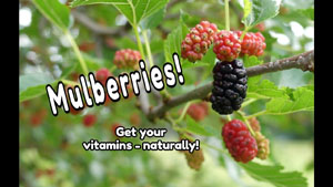 Mulberry Tree Identification and Nutrients