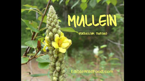 Mullein Identification, Edibility and Medicinal Uses