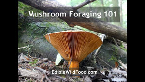 Mushroom Foraging 101