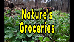 Natures Groceries - 12 Wild Edible Plants in Disturbed Forest Soil