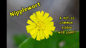 Nipplewort Identification and Recipes