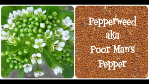 Peppergrass - Poor Man's Pepper