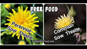 Perennial Sow Thistle and Common Sow Thistle