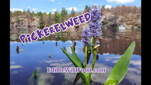 Pickerelweed Is An Edible Aquatic Plant