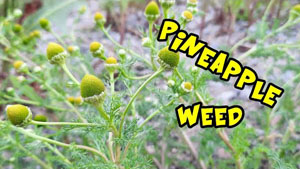 Pineapple Weed: Identification and Medicinal Uses