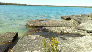 Plant Identification Hike at Misery Bay