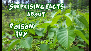 Poison Ivy Identification and Interesting Facts