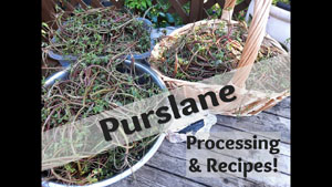 Purslane Processing and Recipes