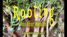 Rooting for Your Health - Springtime Queen Anne's Lace and Dandelion Roots