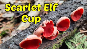 Scarlet Elf Cup