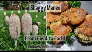How to Identify Shaggy Manes | Parmesan Battered Shaggy Manes