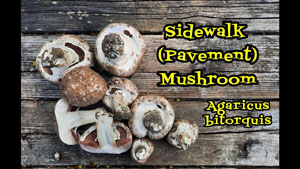 Sidewalk Mushrooms