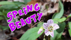 Spring Beauty: An Edible Spring Plant