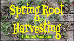 Spring Root Harvesting - Foraging for Edible Roots