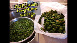 How to Store and Preserve Fiddleheads