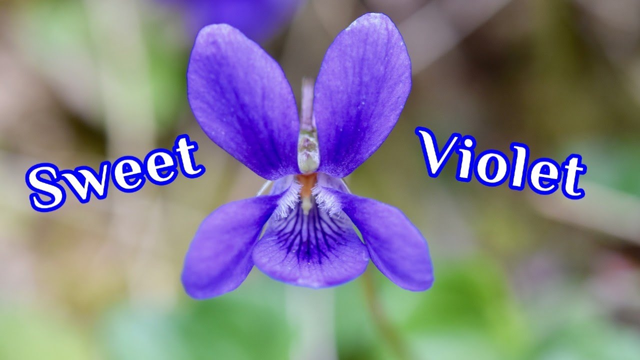 Sweet Violets | English Violets | Wood Violets