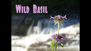 Identifying Wild Basil