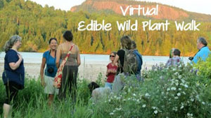 A Wild Food Stroll: 26 Edible Wild Plants
