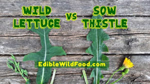 Wild Lettuce vs Sow Thistle Comparison