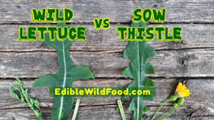 Wild Lettuce vs Sow Thistle Comparison