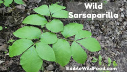 Wild Sarsaparilla Identification and Toxic Lookalike