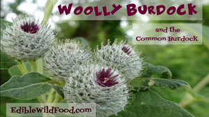 Woolly Burdock and Common Burdock
