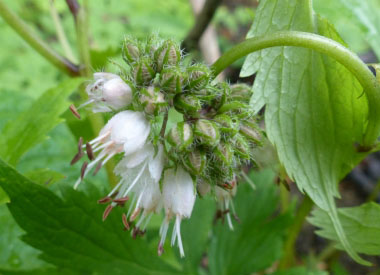 Hydrophyllum virginianum