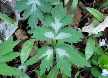 eastern waterleaf leaf