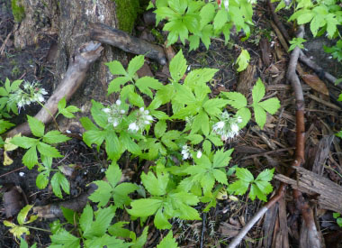 eastern waterleaf plant