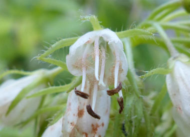 virginia waterleaf flower closeup