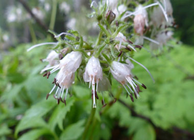 virginia waterleaf flowerhead