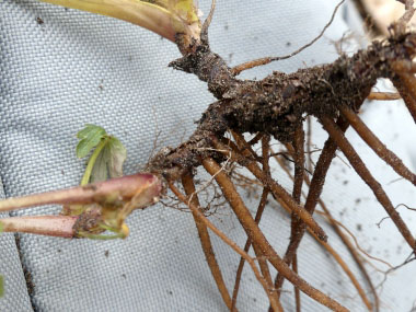 virginia waterleaf roots